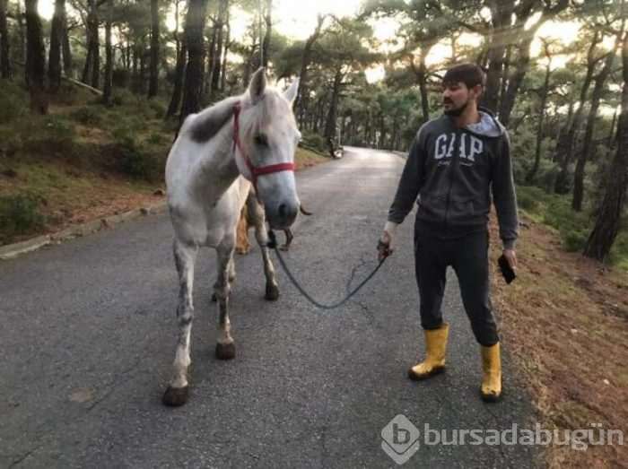 Büyükada'da 2 esrarengiz çukur! İnsanın aklına ilk gelen şey...