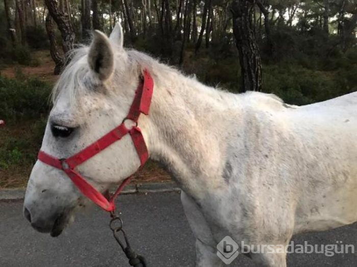 Büyükada'da 2 esrarengiz çukur! İnsanın aklına ilk gelen şey...