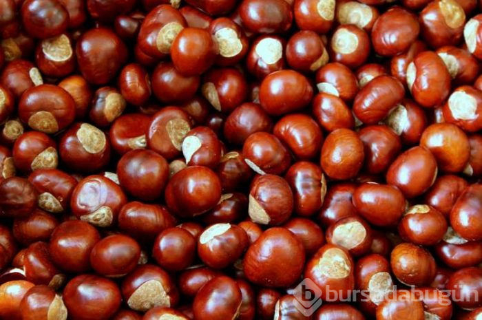 Kestane hakkında merak edilenler