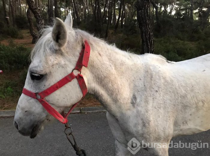 Merak uyandıran iki dev çukur