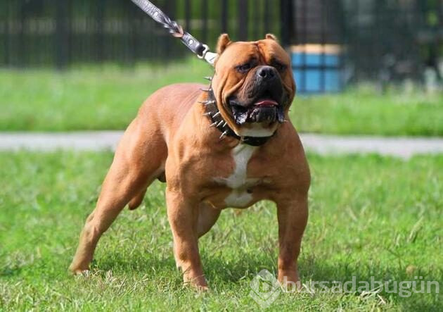 Köpek sahibi olanların şizofreni riski daha düşük!