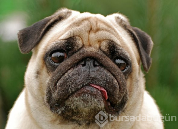 Köpek sahibi olanların şizofreni riski daha düşük!
