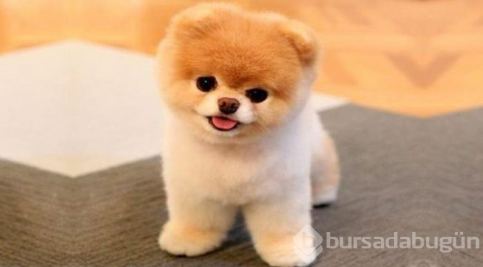 Köpek sahibi olanların şizofreni riski daha düşük!