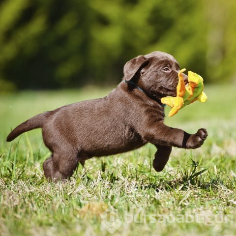 Köpek sahibi olanların şizofreni riski daha düşük!