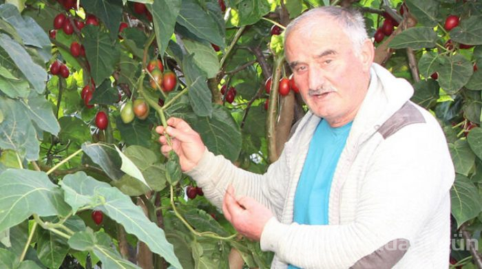 Tamarillo meyvesini Rize'de satıyor