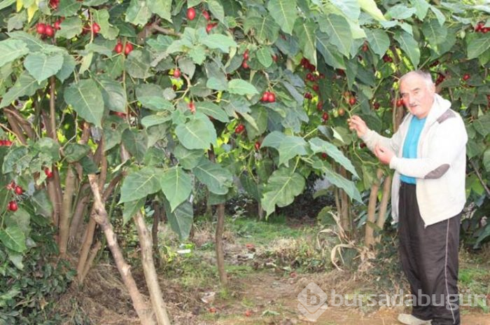Tamarillo meyvesini Rize'de satıyor