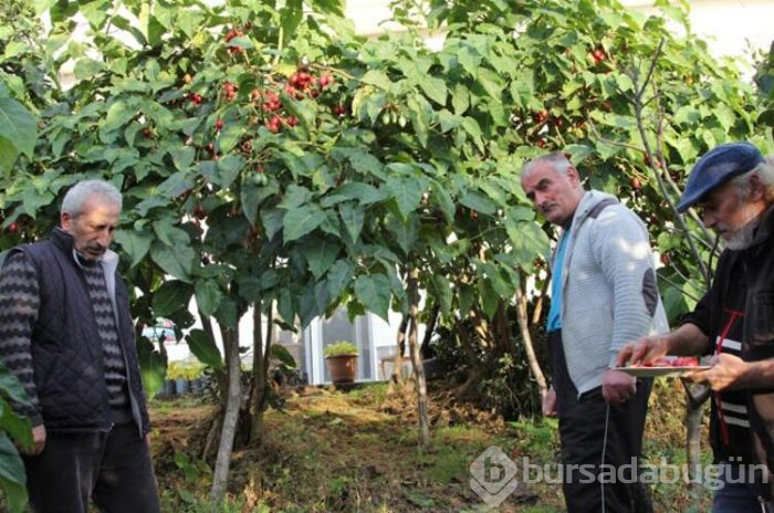 Tamarillo meyvesini Rize'de satıyor