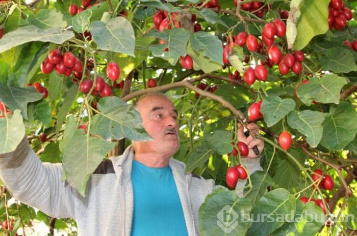 Tamarillo meyvesini Rize'de satıyor