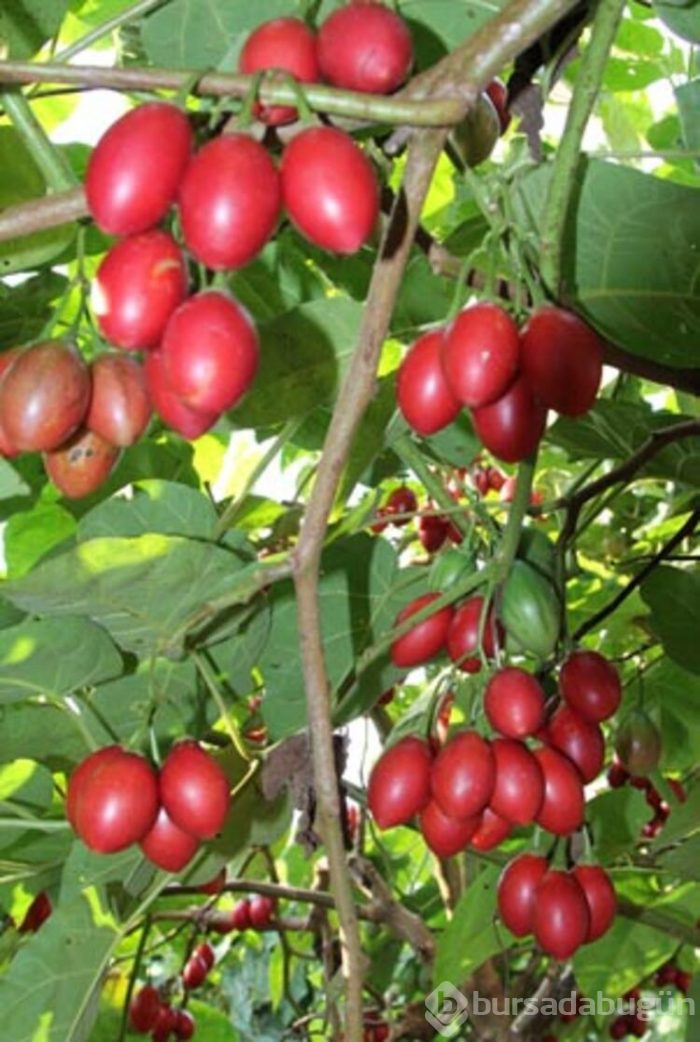 Tamarillo meyvesini Rize'de satıyor