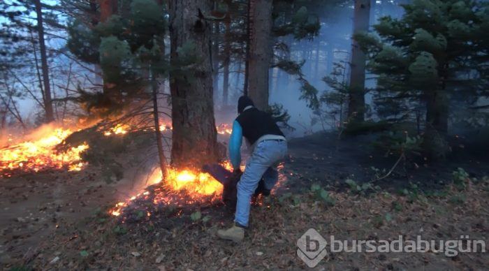 Bursa'da orman yangını!