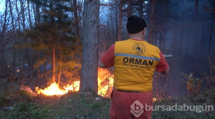 Bursa'da orman yangını!