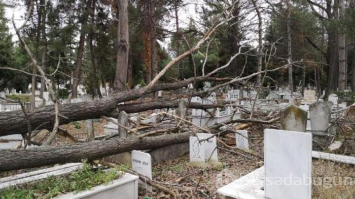 Lodos ağacı kökünden söktü