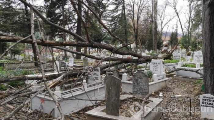 Lodos ağacı kökünden söktü
