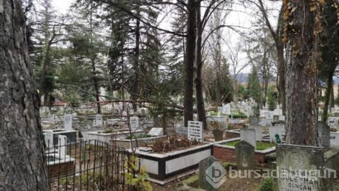 Lodos ağacı kökünden söktü