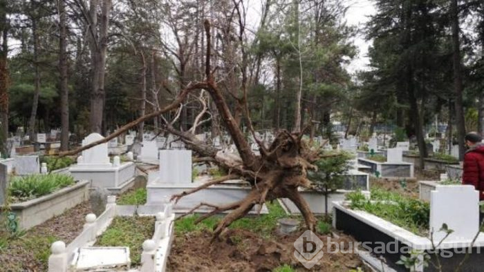 Lodos ağacı kökünden söktü