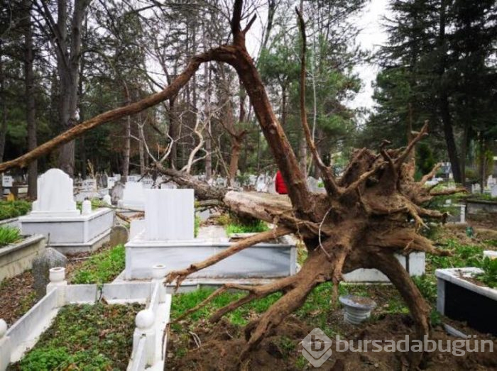 Lodos ağacı kökünden söktü