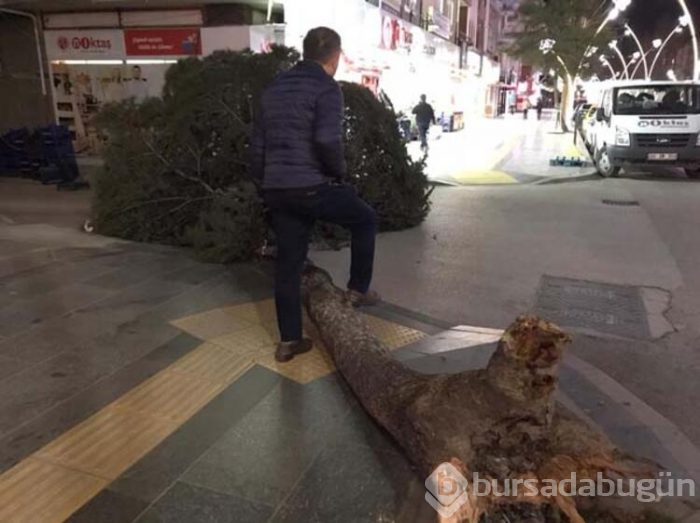 Tokat'ta fırtına ağaçları yerinden söktü!