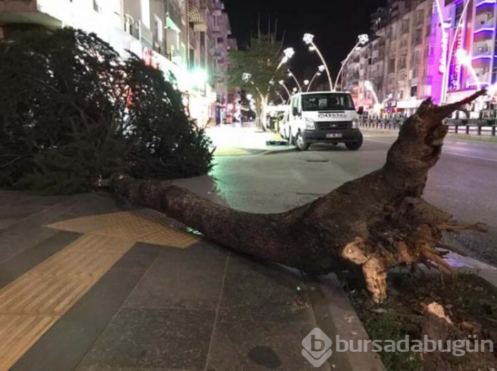 Tokat'ta fırtına ağaçları yerinden söktü!