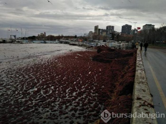 Caddebostan Sahili kızıla büründü