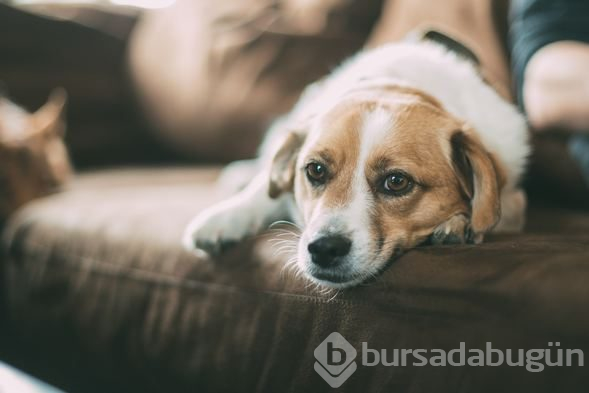 Köpeğinizi veterinere götürmeniz için 10 işaret