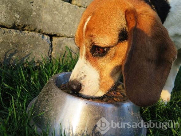 Köpeğinizi veterinere götürmeniz için 10 işaret