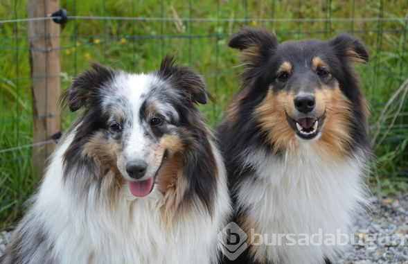 Köpeğinizi veterinere götürmeniz için 10 işaret