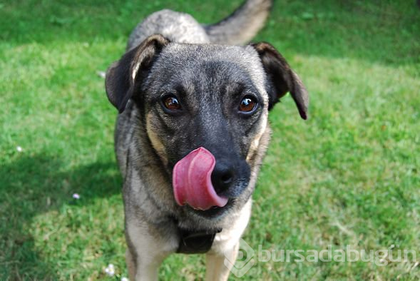 Köpeğinizi veterinere götürmeniz için 10 işaret