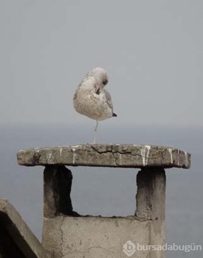 Bu martıyı görenler hemen fotoğrafını çekti
