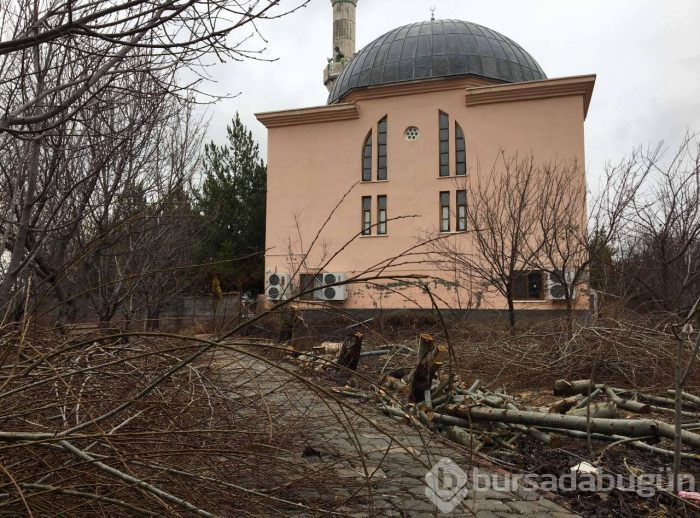 Tayini çıktı, ağaçları kesti!