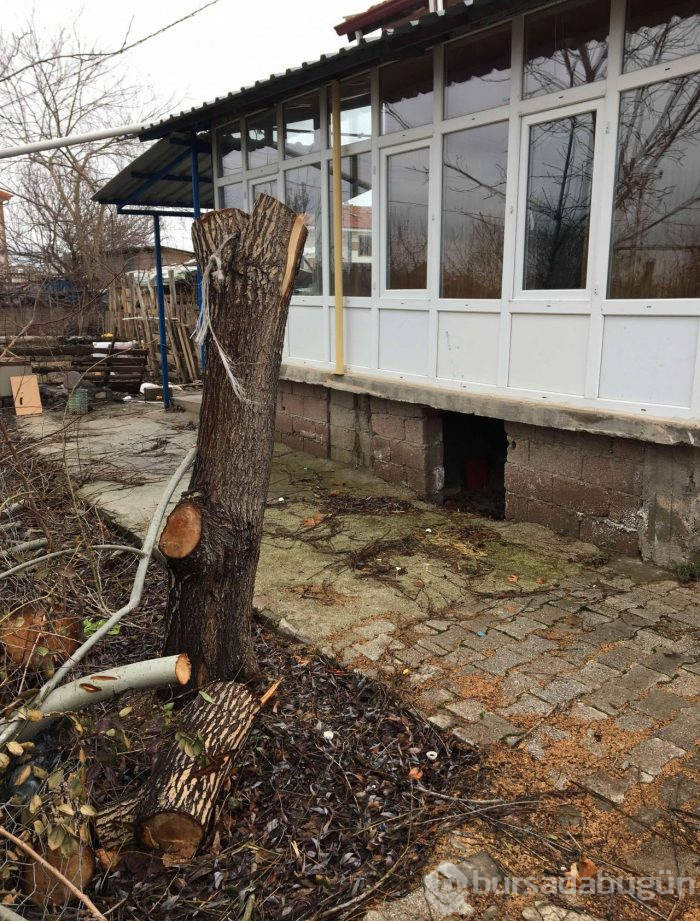Tayini çıktı, ağaçları kesti!