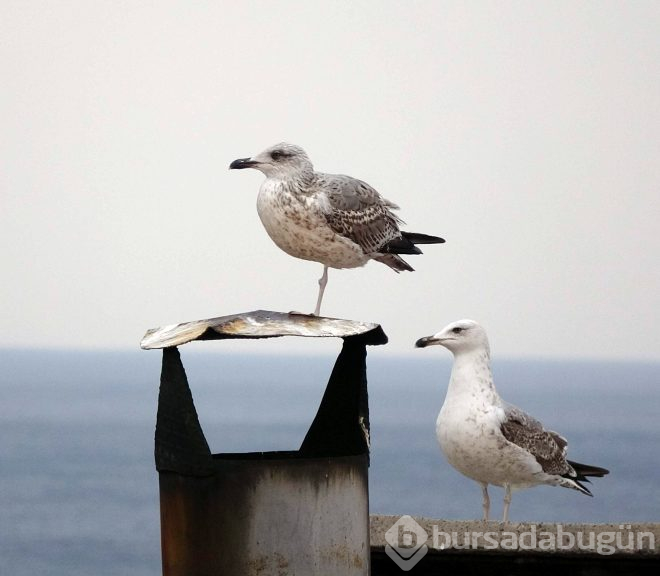 Trabzon'da dikkat çeken görüntü! 