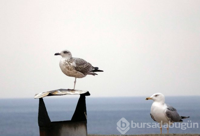 Trabzon'da dikkat çeken görüntü! 