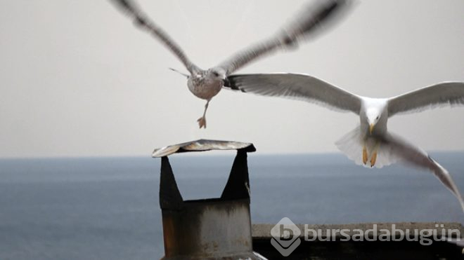 Trabzon'da dikkat çeken görüntü! 