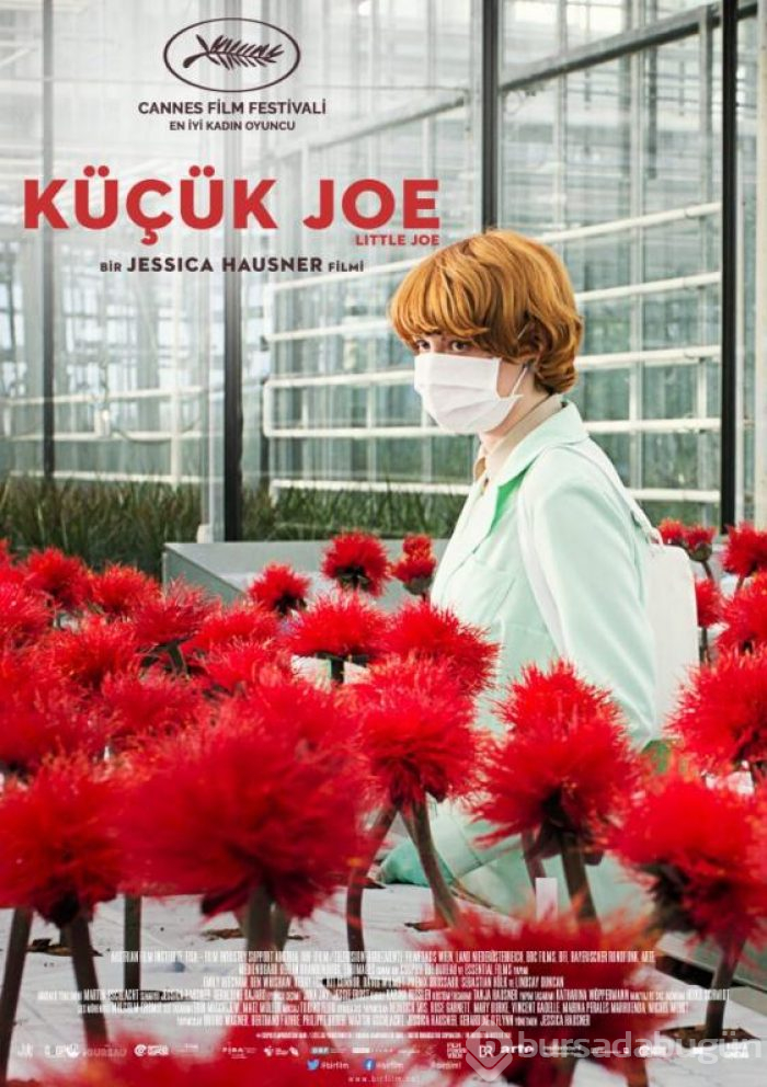 Küçük Joe