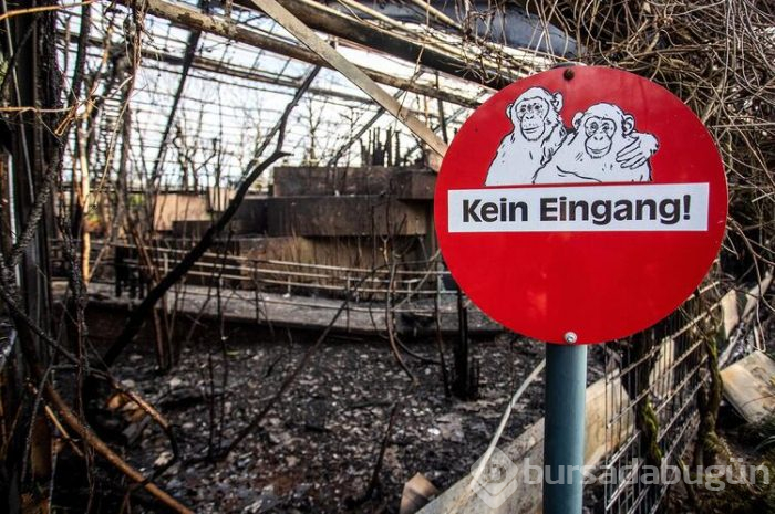 Krefeld ölen hayvanlar için yasta