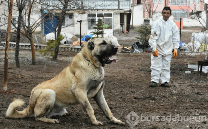 'Herkül'e paha biçilemiyor!