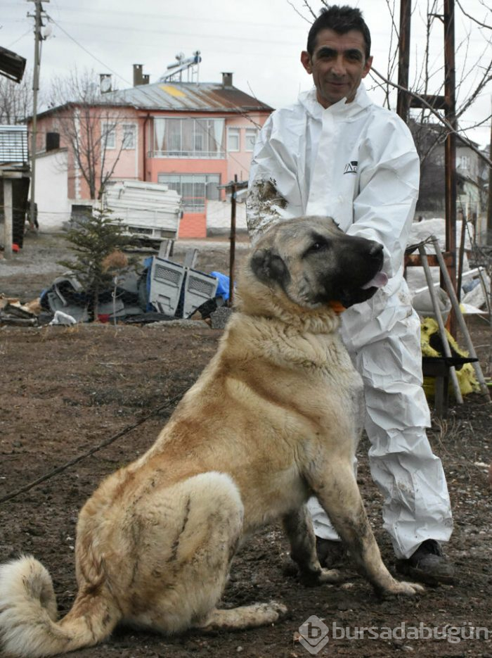 'Herkül'e paha biçilemiyor!