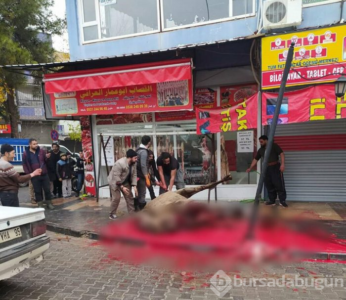 Sokakta deve kesimi işkenceye döndü!