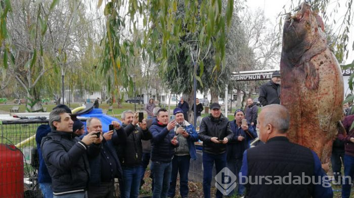 Bursa'nın İznik ilçesinde dev yayın balığını görmek için akın ettiler
