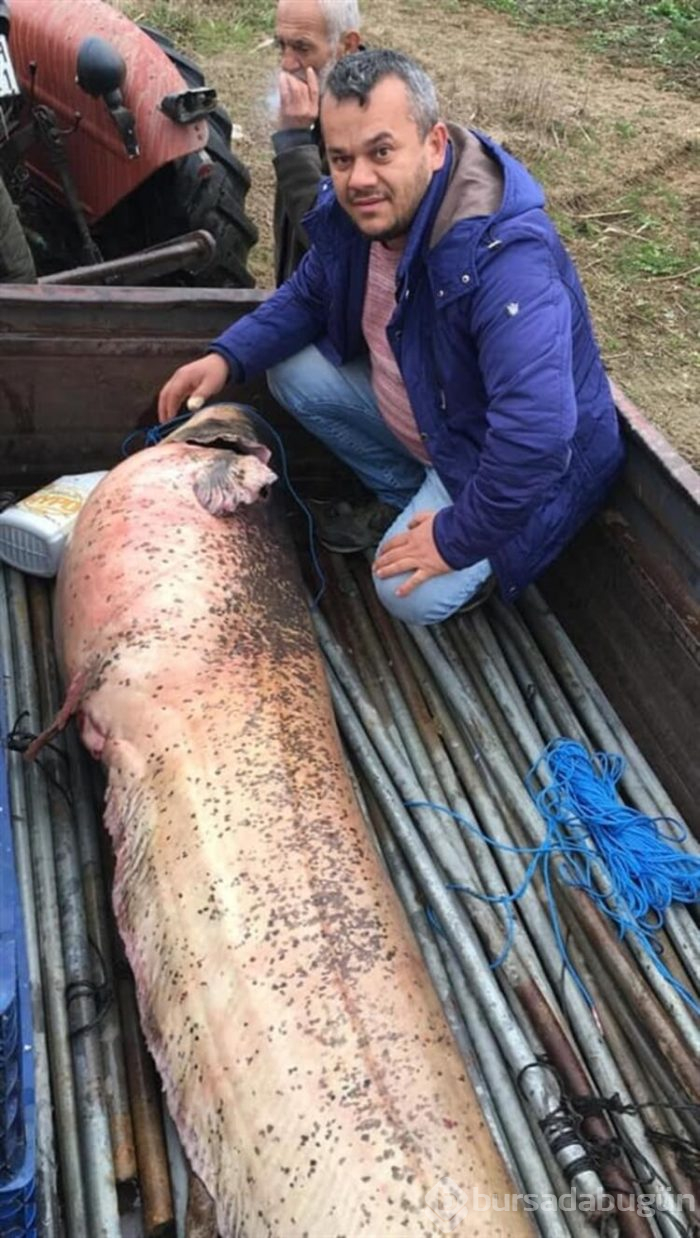 Bursa'nın İznik ilçesinde dev yayın balığını görmek için akın ettiler