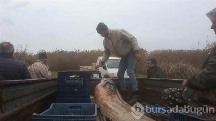 Bursa'nın İznik ilçesinde dev yayın balığını görmek için akın ettiler