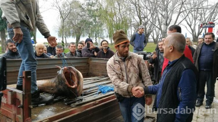 Bursa'nın İznik ilçesinde dev yayın balığını görmek için akın ettiler