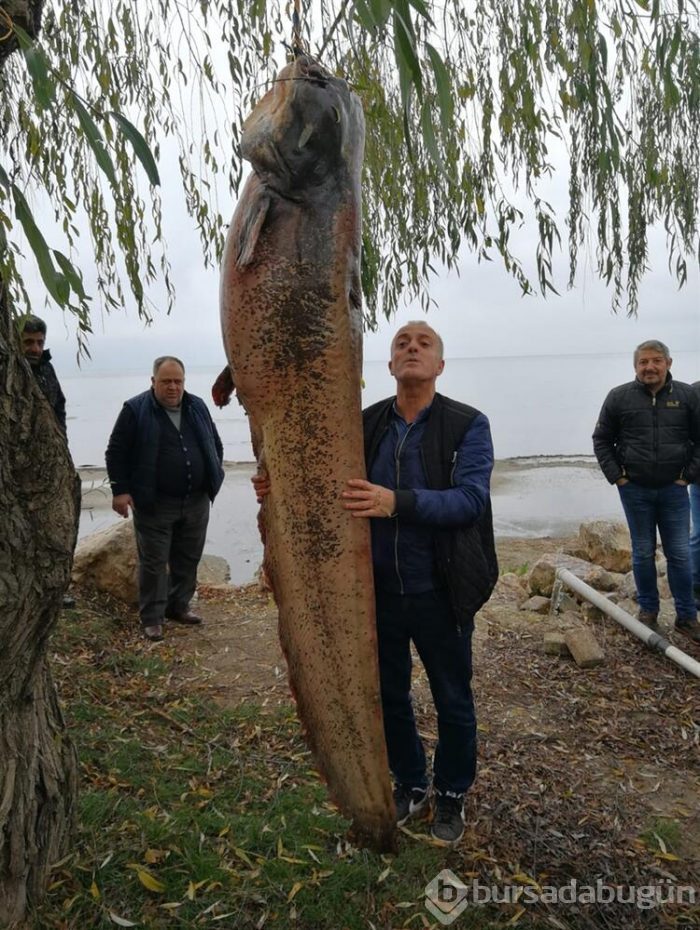 Bursa'nın İznik ilçesinde dev yayın balığını görmek için akın ettiler