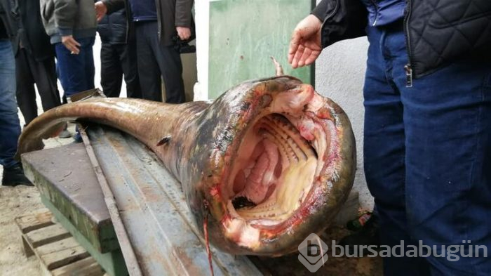 Bursa'nın İznik ilçesinde dev yayın balığını görmek için akın ettiler