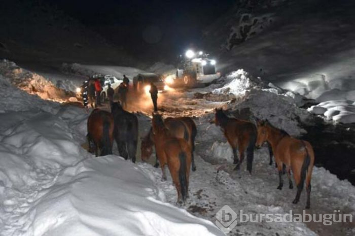 Bir haftadır kayıp olan sürü bulundu!