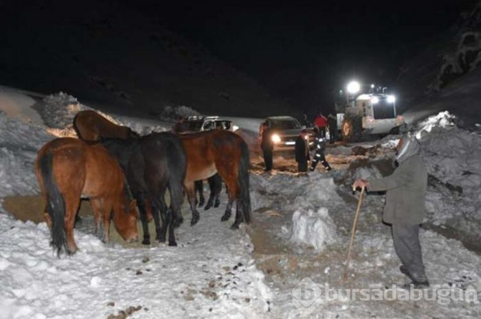 Bir haftadır kayıp olan sürü bulundu!