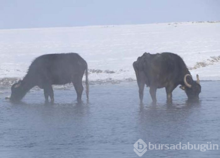 Mandalar gölün dibindeki yosunlarla besleniyor