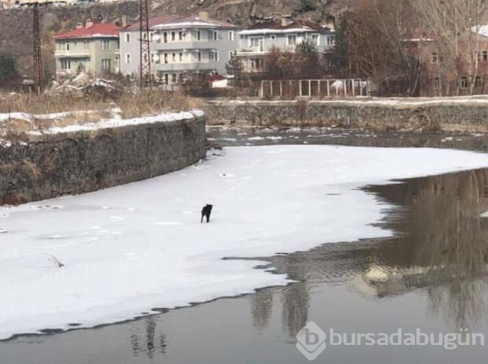 Kars Çayı'nda mahsur kalan köpek kurtarıldı