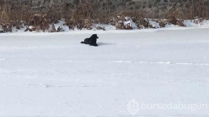 Kars Çayı'nda mahsur kalan köpek kurtarıldı