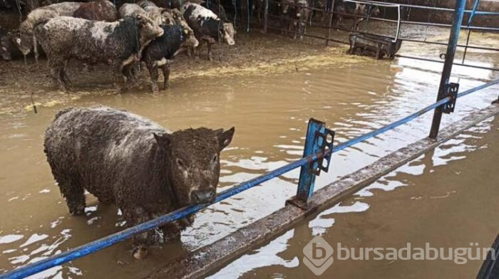 Bursa'nın Karacabey ilçesini bu hale onlar getirdi! 